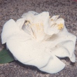 White Wings
